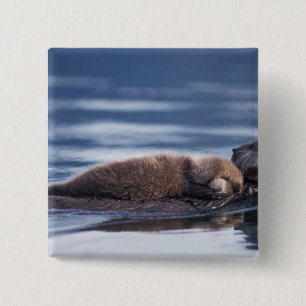 Badge Carré 5 Cm loutre de mer, Enhydra lutris lutris