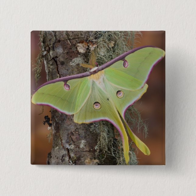 Badge Carré 5 Cm Luna Moth en soie (Devant)
