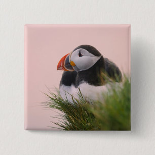 Badge Carré 5 Cm Macareux atlantique (Fratercula arctica)