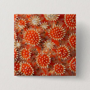 Badge Carré 5 Cm Macro étoile de mer