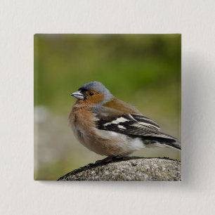 Badge Carré 5 Cm Male Chaffinch (WILD: Fringilla coelebs)