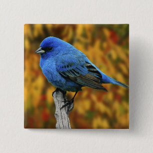 Badge Carré 5 Cm Male Indigo Bunting, Passerina cyanea