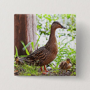 Badge Carré 5 Cm Mallard et Ducklings par Shirley Taylor