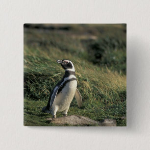 Badge Carré 5 Cm Manchot de Magellan (Spheniscus magellanicus),