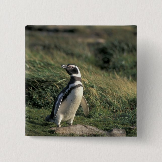 Badge Carré 5 Cm Manchot de Magellan (Spheniscus magellanicus), (Devant)