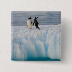 Badge Carré 5 Cm manchot papou, Pygoscelis Papua, sur de la glace g