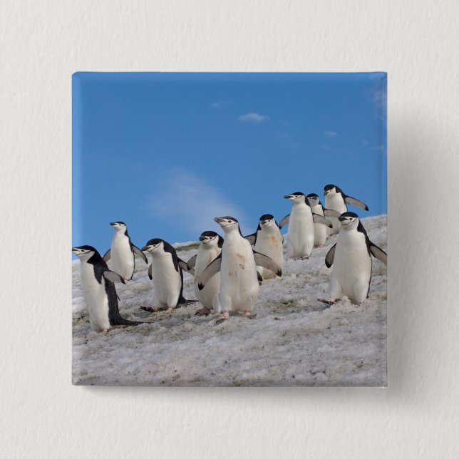 Badge Carré 5 Cm Manchots à Collier | Pygoscelis Antarctica (Devant)