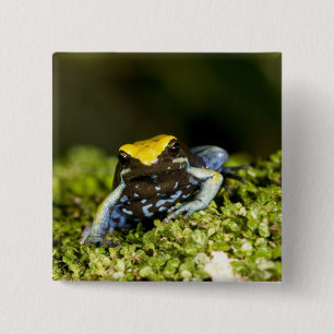Badge Carré 5 Cm Mantella à oreilles noires, Mantella expectata, 2