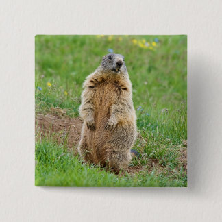 Badge Carré 5 Cm Marmotte de sentinelle