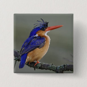 Badge Carré 5 Cm Martin-pêcheur à tête bleue, Alcedo cristata, Lac