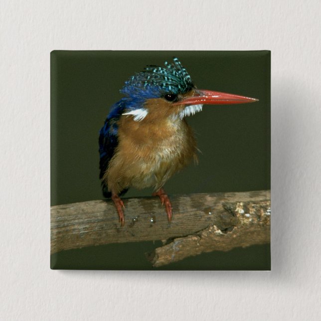 Badge Carré 5 Cm Martin-pêcheur de malachite (Devant)
