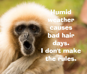 Scarica Gratis Images Badges Singe Drole Zazzle Fr actualisé par