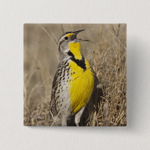 Badge Carré 5 Cm Meadowlark occidental (Strunella négligecta)