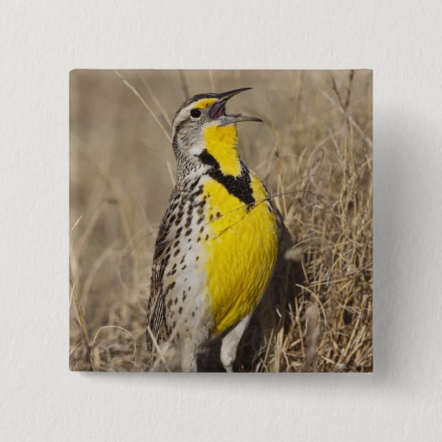 Badge Carré 5 Cm Meadowlark occidental (Strunella négligecta) (Devant)