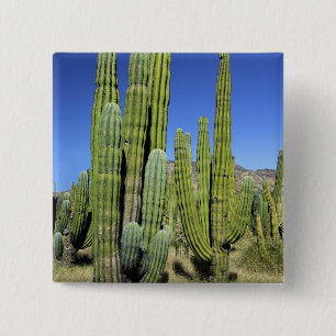 Badge Carré 5 Cm Mexique, Sonora, San Carlos. Saguaro et orgue