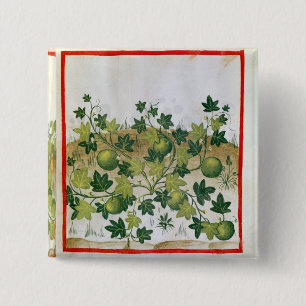Badge Carré 5 Cm Mme 3054 melons fol.20, de 'Tacuinum Sanitatis