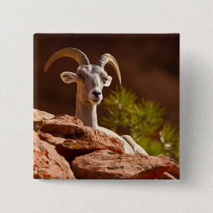 Badge Carré 5 Cm Mouflon du désert (Ovis canadensis nelsoni).