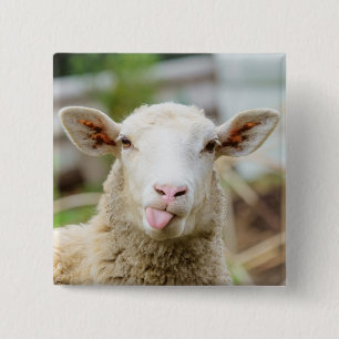 Badge Carré 5 Cm Mouton montrer langue