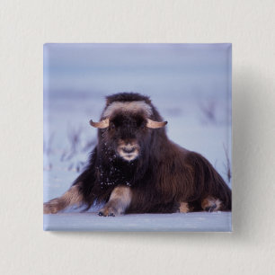 Badge Carré 5 Cm muskox, Ovibos moschatus, jeune taureau