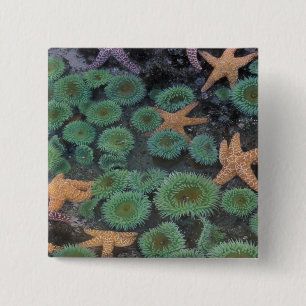 Badge Carré 5 Cm N.A., États-Unis, Washington, Parc national Olympi