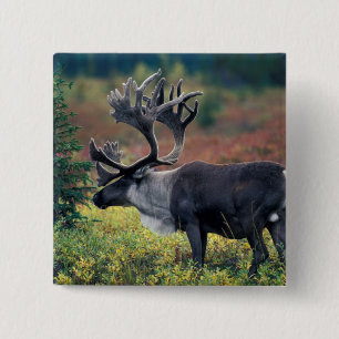 Badge Carré 5 Cm NA, États-Unis, Alaska, Parc national Denali, Cari