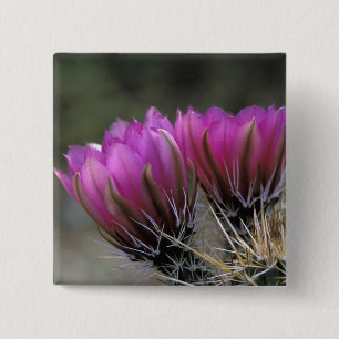 Badge Carré 5 Cm NA, États-Unis, Arizona, désert de Sonora. Hérisso