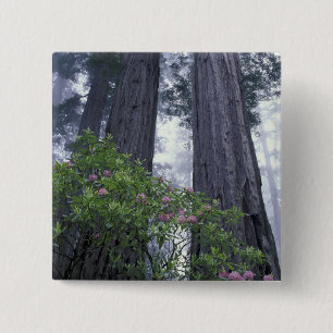 Badge Carré 5 Cm NA, États-Unis, Californie. Del Norte Coast State 