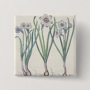 Badge Carré 5 Cm Narcisses : purpureus de medio du maximus