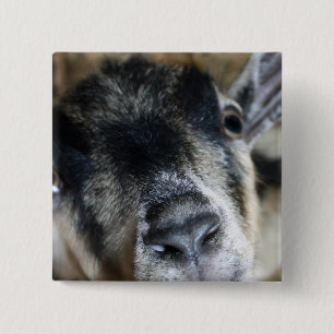 Badge Carré 5 Cm Nosy Goat En Regard