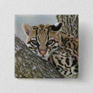 Badge Carré 5 Cm Ocelot, Felis pardalis, en captivité, femelle au r