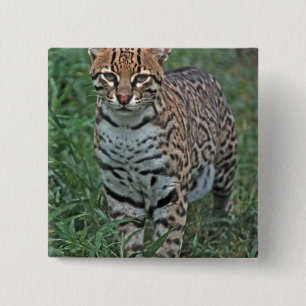 Badge Carré 5 Cm OCELOT (Leopardus pardalis) AMÉRIQUE CENTRALE