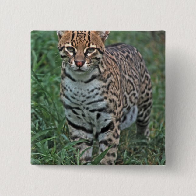 Badge Carré 5 Cm OCELOT (Leopardus pardalis) AMÉRIQUE CENTRALE (Devant)