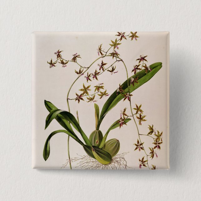 Badge Carré 5 Cm Odontoglossum Hastatum (Devant)