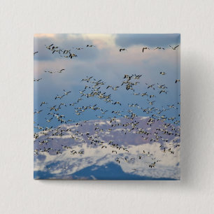 Badge Carré 5 Cm Oies des neiges pendant la migration printanière