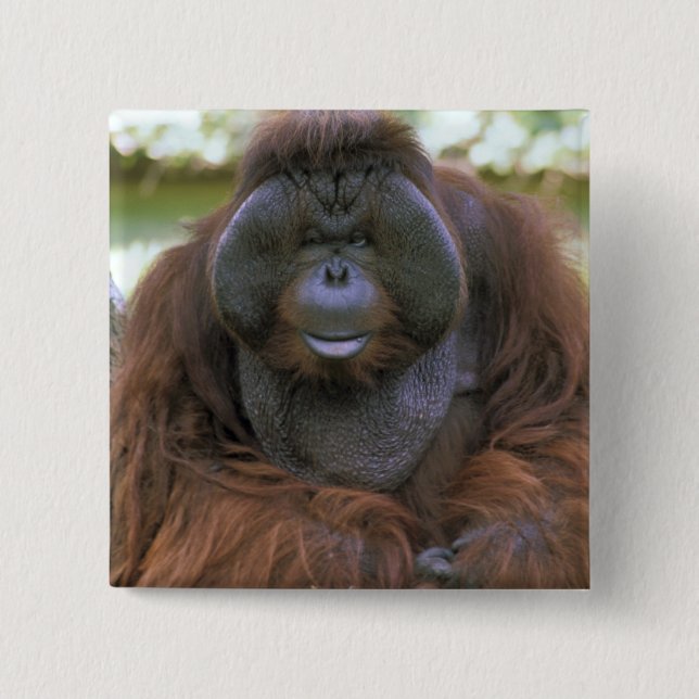 Badge Carré 5 Cm Orang-outan Pongo Pygmaeus (Devant)