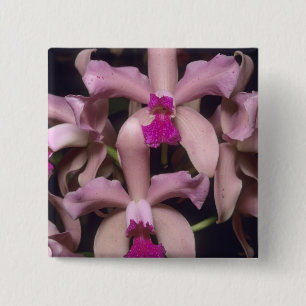 Badge Carré 5 Cm Orchidée (Cattleya amethystoglossa), est