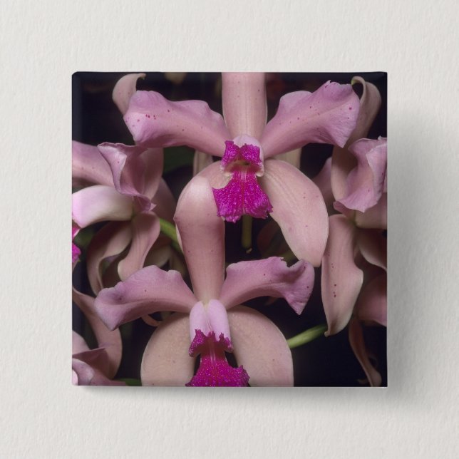 Badge Carré 5 Cm Orchidée (Cattleya amethystoglossa), est (Devant)