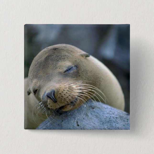 Badge Carré 5 Cm Otarie de bébé, îles de Galapagos (Devant)