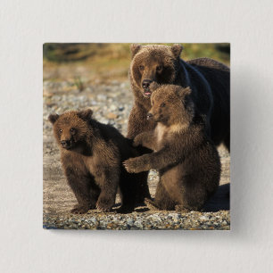 Badge Carré 5 Cm Ours brun, grizzly, truie avec ses oursons sur la