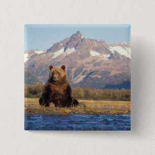 Badge Carré 5 Cm ours brun, Ursus arctos, grizzly, Ursus