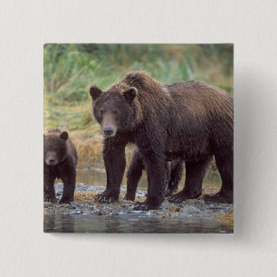 Badge Carré 5 Cm ours brun, Ursus arctos, grizzly, Ursus 3