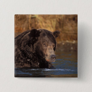 Badge Carré 5 Cm ours brun, Ursus arctos, grizzly, Ursus 5