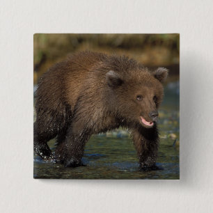 Badge Carré 5 Cm ours brun, Ursus arctos, grizzly, Ursus 6