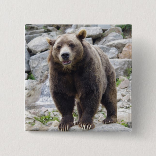 Badge Carré 5 Cm Ours de Kodiak (Devant)