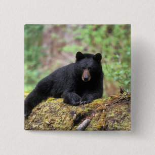 Badge Carré 5 Cm Ours noir sur une vieille bille de bois dans la