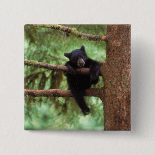 Badge Carré 5 Cm ours noir, Ursus americanus, ourson dans un arbre