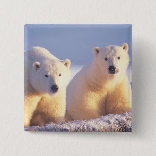 Badge Carré 5 Cm Ours polaire femelle avec ourson sur la banquise