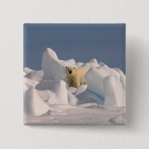 Badge Carré 5 Cm ours polaire, Ursus maritimus, dans la glace rugue