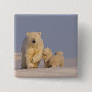 Badge Carré 5 Cm ours polaire, Ursus maritimus, femelle avec nouvea