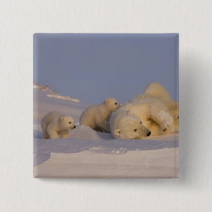 Badge Carré 5 Cm ours polaire, Ursus maritimus, femelle jouant